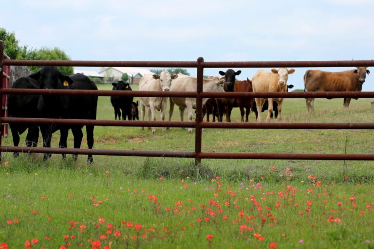 4-rail Pipe Fence